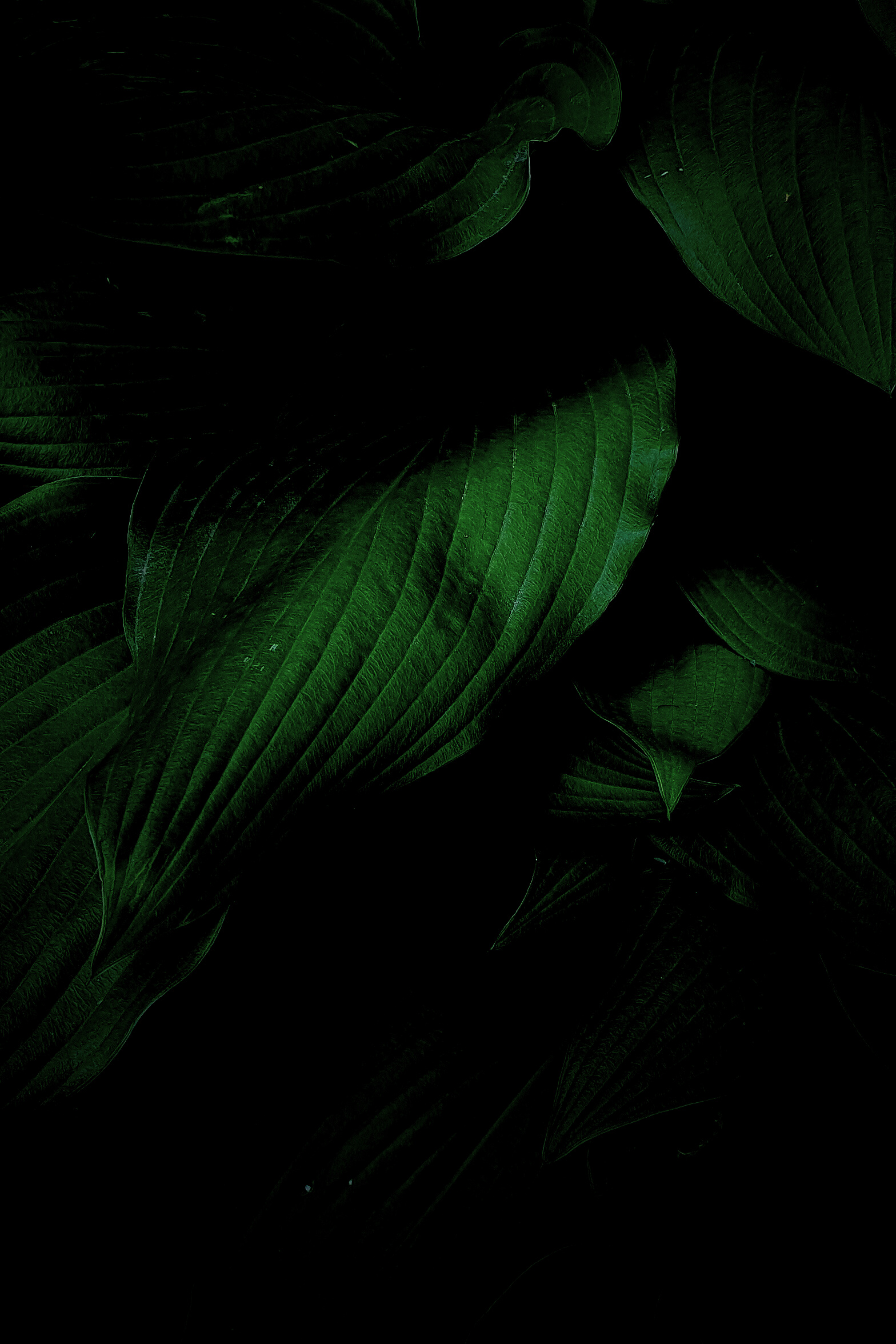 Green Leaves dark tone background