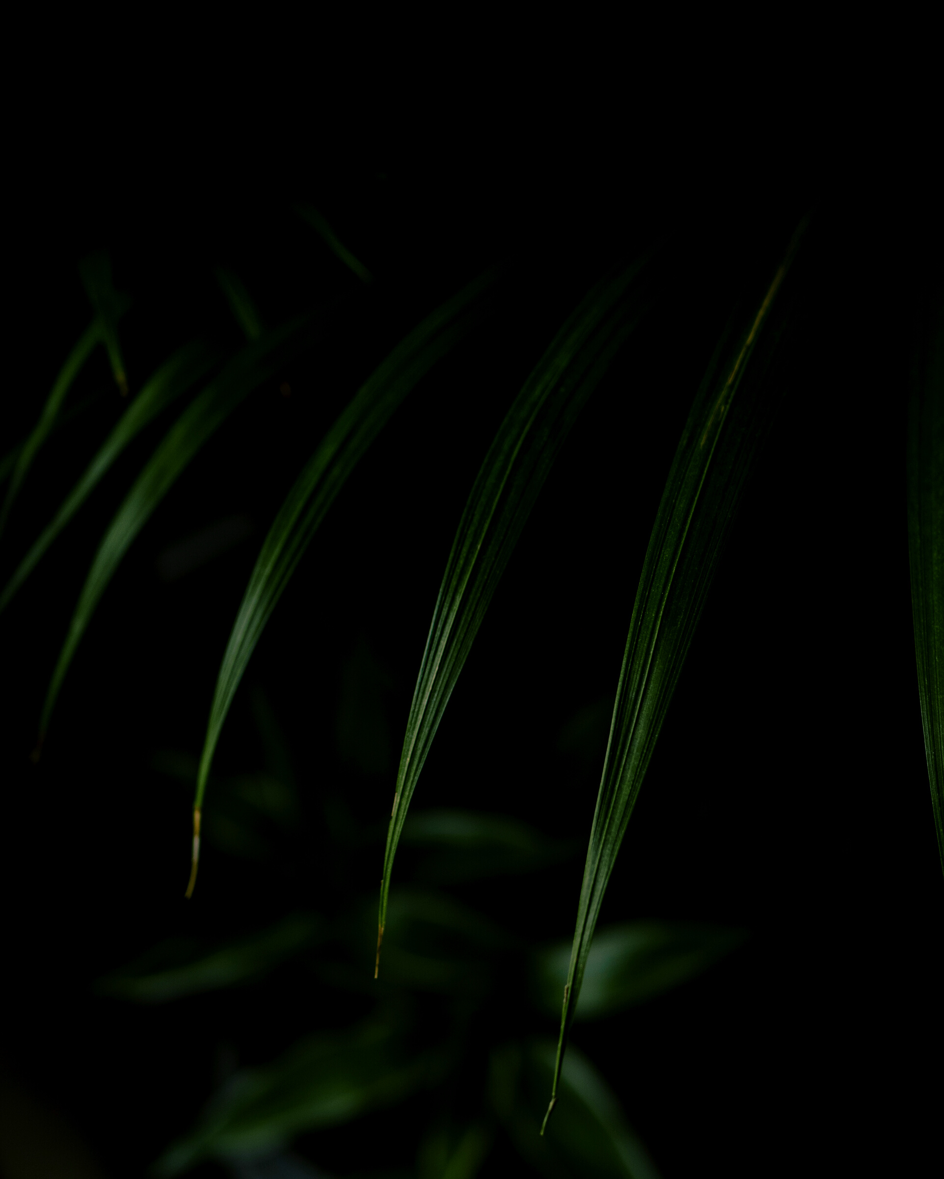 Close-Up Shot of Dark Green Leaves