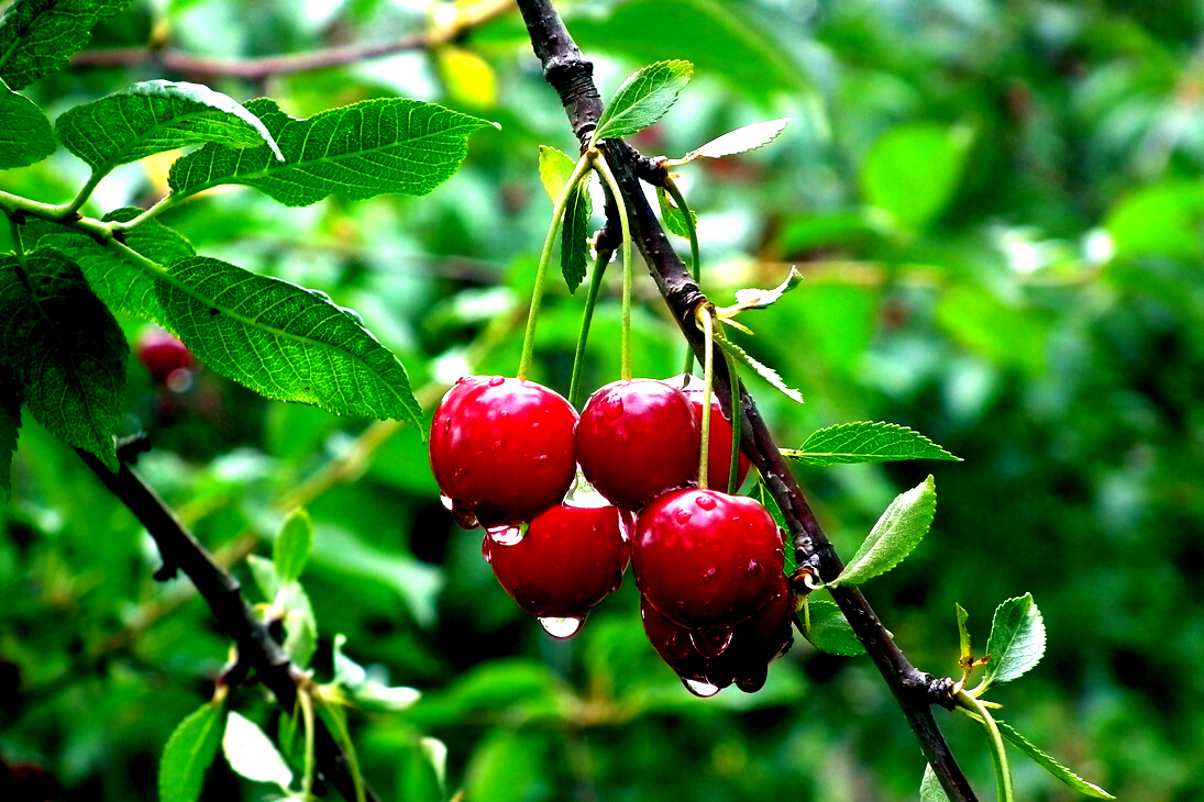 Cherry Fruits Hanging from a Tree