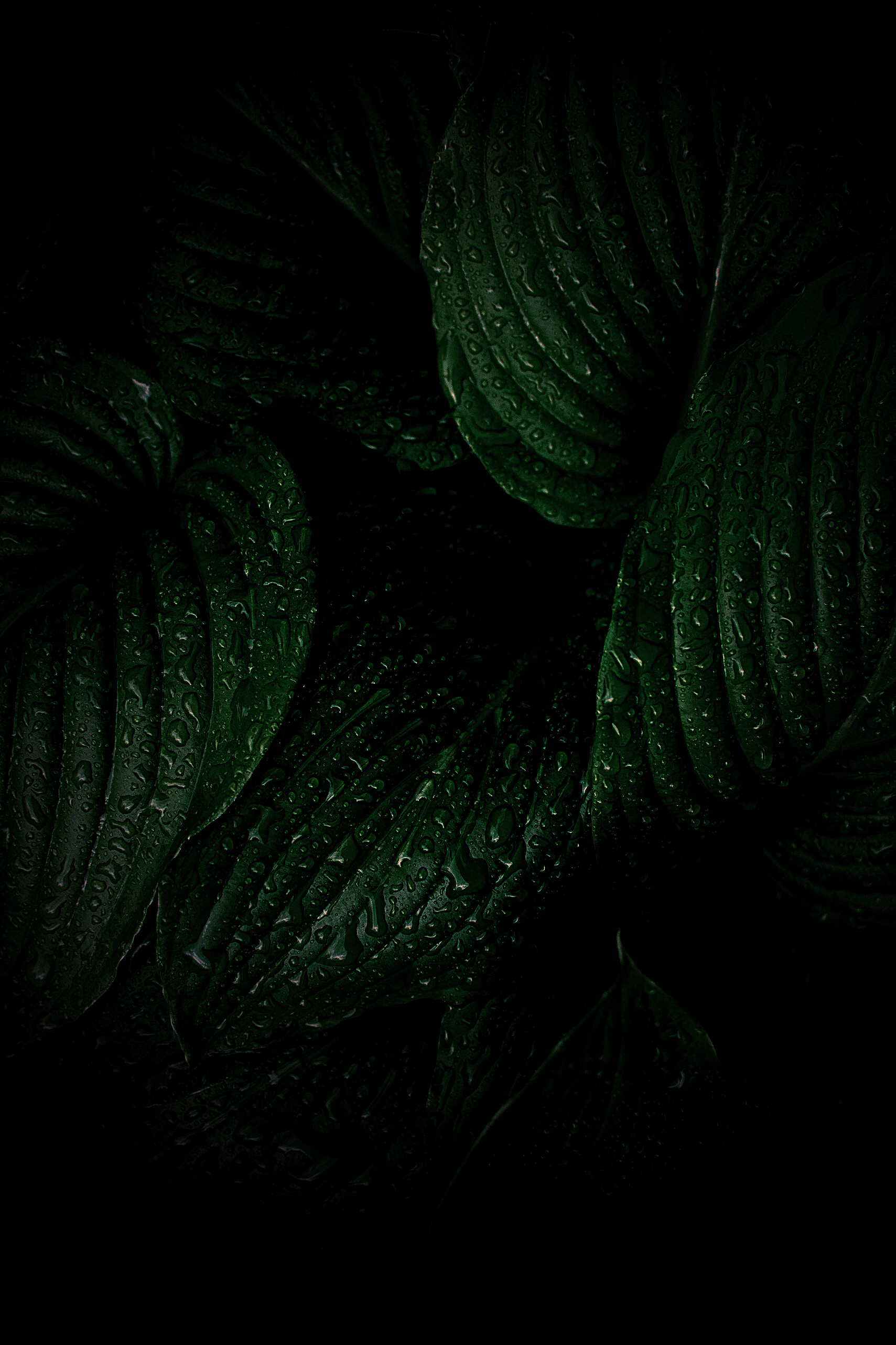 Green Leaves dark tone background