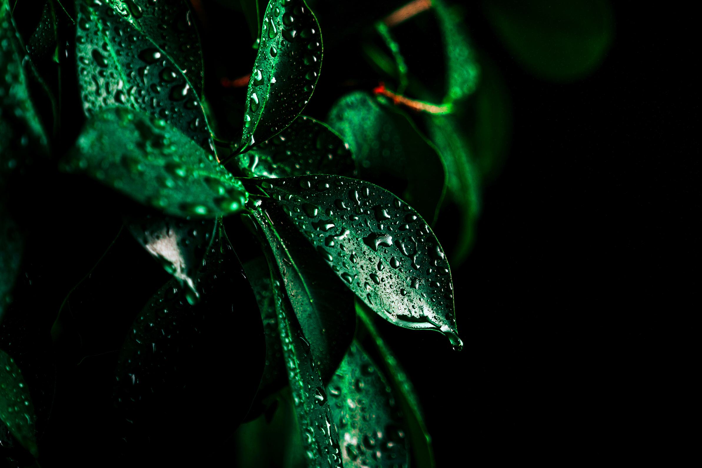 A Green Leafy Plant with Water Droplets 