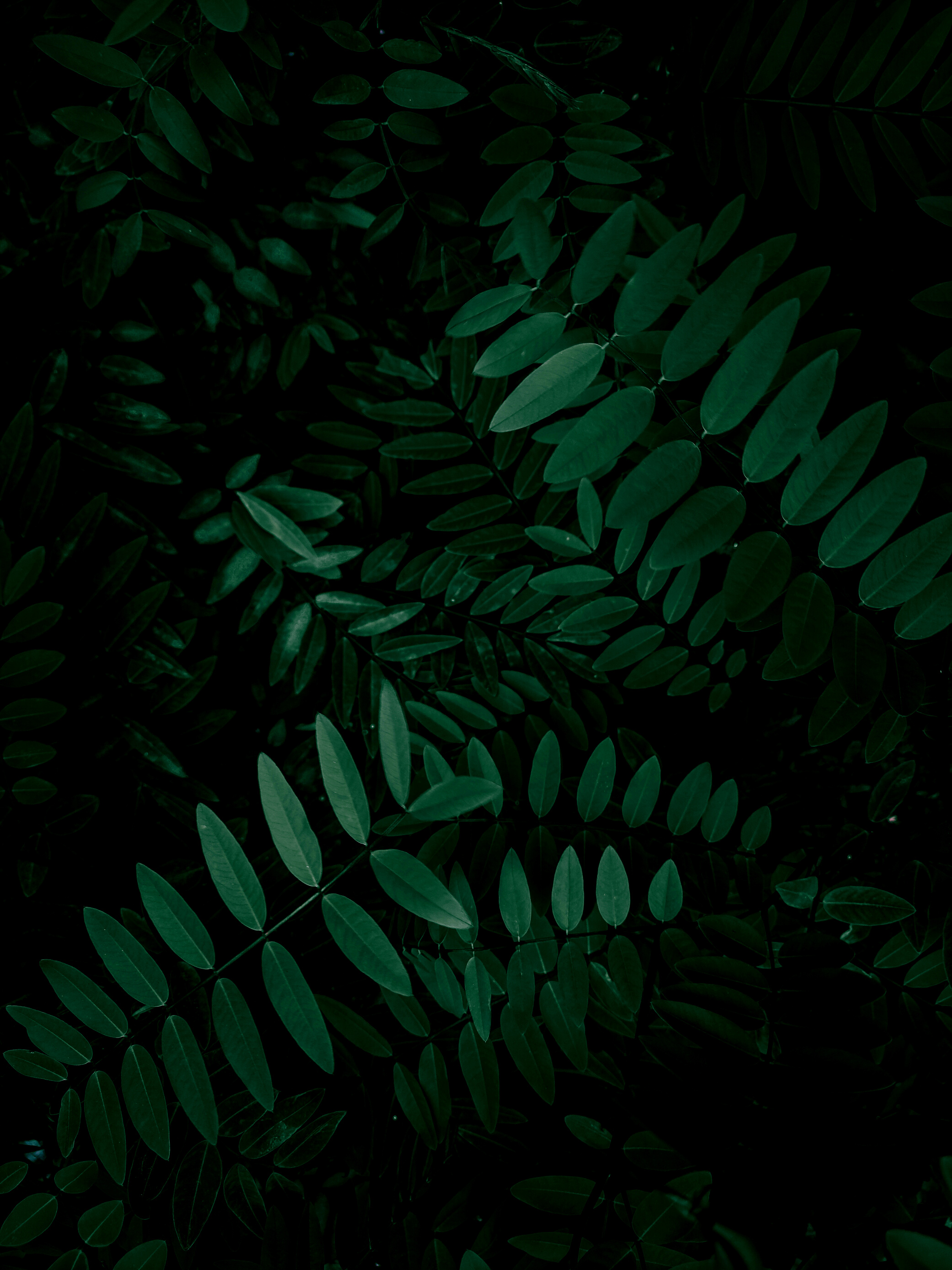 A Dark Green Leaves